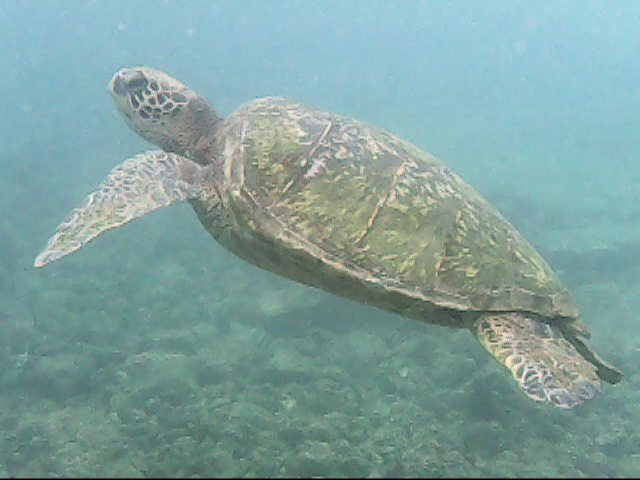 Day 18 snorkeling-  Turtle